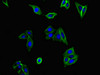 Immunofluorescent analysis of HepG2 cells using CSB-PA07269A0Rb at dilution of 1:100 and Alexa Fluor 488-congugated AffiniPure Goat Anti-Rabbit IgG (H+L)