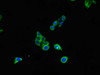 Immunofluorescent analysis of HepG2 cells using CSB-PA08009A0Rb at dilution of 1:100 and Alexa Fluor 488-congugated AffiniPure Goat Anti-Rabbit IgG (H+L)