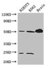 Western Blot<br />
 Positive WB detected in: NIH/3T3 whole cell lysate, K562 whole cell lysate, Mouse brain tissue<br />
 All lanes: TUBA4A antibody at 3µg/ml<br />
 Secondary<br />
 Goat polyclonal to rabbit IgG at 1/50000 dilution<br />
 Predicted band size: 50, 49 kDa<br />
 Observed band size: 50, 24 kDa<br />