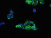 Immunofluorescent analysis of HepG2 cells using CSB-PA09499A0Rb at dilution of 1:100 and Alexa Fluor 488-congugated AffiniPure Goat Anti-Rabbit IgG (H+L)