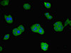 Immunofluorescent analysis of HepG2 cells using CSB-PA12069A0Rb at dilution of 1:100 and Alexa Fluor 488-congugated AffiniPure Goat Anti-Rabbit IgG (H+L)
