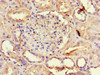 Immunohistochemistry of paraffin-embedded human kidney tissue using CSB-PA13909A0Rb at dilution of 1:100