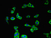 Immunofluorescent analysis of HepG2 cells using CSB-PA13909A0Rb at dilution of 1:100 and Alexa Fluor 488-congugated AffiniPure Goat Anti-Rabbit IgG (H+L)