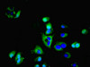 Immunofluorescent analysis of Hela cells using CSB-PA13909A0Rb at dilution of 1:100 and Alexa Fluor 488-congugated AffiniPure Goat Anti-Rabbit IgG (H+L)