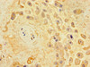 Immunohistochemistry of paraffin-embedded human placenta tissue using CSB-PA603875LA01HU at dilution of 1:100