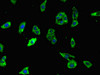 Immunofluorescent analysis of HepG2 cells using CSB-PA603875LA01HU at dilution of 1:100 and Alexa Fluor 488-congugated AffiniPure Goat Anti-Rabbit IgG (H+L)