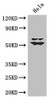 Western Blot<br />
 Positive WB detected in: Hela whole cell lysate<br />
 All lanes: KLF5 antibody at 3µg/ml<br />
 Secondary<br />
 Goat polyclonal to rabbit IgG at 1/50000 dilution<br />
 Predicted band size: 51, 34, 19, 42 kDa<br />
 Observed band size: 51, 60 kDa<br />