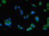 Immunofluorescent analysis of HepG2 cells using CSB-PA613484LA01HU at dilution of 1:100 and Alexa Fluor 488-congugated AffiniPure Goat Anti-Rabbit IgG (H+L)