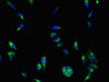 Immunofluorescent analysis of Hela cells using CSB-PA618754LA01HU at dilution of 1:100 and Alexa Fluor 488-congugated AffiniPure Goat Anti-Rabbit IgG (H+L)