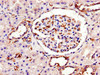 Immunohistochemistry of paraffin-embedded human kidney tissue using CSB-PA636328LA01HU at dilution of 1:100
