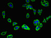 Immunofluorescent analysis of HepG2 cells using CSB-PA719389LA01HU at dilution of 1:100 and Alexa Fluor 488-congugated AffiniPure Goat Anti-Rabbit IgG (H+L)
