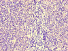 Immunohistochemistry of paraffin-embedded human lymph node tissue using CSB-PA754020LA01HU at dilution of 1:100