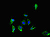 Immunofluorescent analysis of Hela cells using CSB-PA757664LA01HU at dilution of 1:100 and Alexa Fluor 488-congugated AffiniPure Goat Anti-Rabbit IgG (H+L)