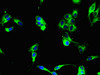 Immunofluorescent analysis of Hela cells using CSB-PA765077LA01HU at dilution of 1:100 and Alexa Fluor 488-congugated AffiniPure Goat Anti-Rabbit IgG (H+L)