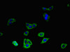 Immunofluorescent analysis of HepG2 cells using CSB-PA818247LA01HU at dilution of 1:100 and Alexa Fluor 488-congugated AffiniPure Goat Anti-Rabbit IgG (H+L)