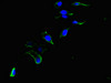 Immunofluorescent analysis of Hela cells using CSB-PA851560LA01HU at dilution of 1:100 and Alexa Fluor 488-congugated AffiniPure Goat Anti-Rabbit IgG (H+L)