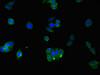Immunofluorescent analysis of HepG2 cells using CSB-PA853488LA01HU at dilution of 1:100 and Alexa Fluor 488-congugated AffiniPure Goat Anti-Rabbit IgG (H+L) Immunofluorescent analysis of HepG2 cells using CSB-PA853488LA01HU at dilution of 1:100 and Alexa Fluor 488-congugated AffiniPure Goat Anti-Rabbit IgG (H+L)