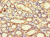 Immunohistochemistry of paraffin-embedded human kidney tissue using CSB-PA883397LA01HU at dilution of 1:100