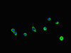 Immunofluorescent analysis of MCF-7 cells using CSB-PA883397LA01HU at dilution of 1:100 and Alexa Fluor 488-congugated AffiniPure Goat Anti-Rabbit IgG (H+L)