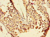 Immunohistochemistry of paraffin-embedded human testis tissue using CSB-PA885687LA01HU at dilution of 1:100