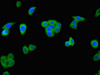 Immunofluorescent analysis of HepG2 cells using CSB-PA885759LA01HU at dilution of 1:100 and Alexa Fluor 488-congugated AffiniPure Goat Anti-Rabbit IgG (H+L)