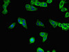 Immunofluorescent analysis of HepG2 cells using CSB-PA896873LA01HU at dilution of 1:100 and Alexa Fluor 488-congugated AffiniPure Goat Anti-Rabbit IgG (H+L)