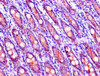 Immunohistochemistry of paraffin-embedded human small intestine tissue using CSB-PA897572LA01HU at dilution of 1:100