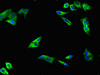 Immunofluorescent analysis of Hela cells using CSB-PA897572LA01HU at dilution of 1:100 and Alexa Fluor 488-congugated AffiniPure Goat Anti-Rabbit IgG (H+L)