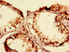 Immunohistochemistry of paraffin-embedded human testis tissue using CSB-PA001080LA01HU at dilution of 1:100