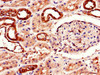 Immunohistochemistry of paraffin-embedded human kidney tissue using CSB-PA001377LA01HU at dilution of 1:100