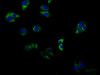 Immunofluorescent analysis of HepG2 cells using CSB-PA001377LA01HU at dilution of 1:100 and Alexa Fluor 488-congugated AffiniPure Goat Anti-Rabbit IgG (H+L)