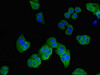 Immunofluorescent analysis of HepG2 cells using CSB-PA002038LA01HU at dilution of 1:100 and Alexa Fluor 488-congugated AffiniPure Goat Anti-Rabbit IgG (H+L)