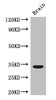Western Blot<br />
 Positive WB detected in: Mouse brain tissue<br />
 All lanes: CCNC antibody at 3µg/ml<br />
 Secondary<br />
 Goat polyclonal to rabbit IgG at 1/50000 dilution<br />
 Predicted band size: 34, 23 kDa<br />
 Observed band size: 34 kDa<br />