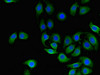 Immunofluorescent analysis of A549 cells using CSB-PA004880LA01HU at dilution of 1:100 and Alexa Fluor 488-congugated AffiniPure Goat Anti-Rabbit IgG (H+L)