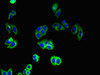 Immunofluorescent analysis of HepG2 cells using CSB-PA005045LA01HU at dilution of 1:100 and Alexa Fluor 488-congugated AffiniPure Goat Anti-Rabbit IgG (H+L)