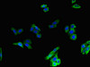 Immunofluorescent analysis of HepG2 cells using CSB-PA009316LA01HU at dilution of 1:100 and Alexa Fluor 488-congugated AffiniPure Goat Anti-Rabbit IgG (H+L)