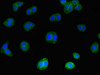 Immunofluorescent analysis of HepG2 cells using CSB-PA011659YA01HU at dilution of 1:100 and Alexa Fluor 488-congugated AffiniPure Goat Anti-Rabbit IgG (H+L)