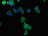 Immunofluorescent analysis of HepG2 cells using CSB-PA012025LA01HU at dilution of 1:100 and Alexa Fluor 488-congugated AffiniPure Goat Anti-Rabbit IgG (H+L)