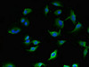 Immunofluorescent analysis of U251 cells using CSB-PA012742LA01HU at dilution of 1:100 and Alexa Fluor 488-congugated AffiniPure Goat Anti-Rabbit IgG (H+L)