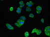 Immunofluorescent analysis of HepG2 cells using CSB-PA013413LA01HU at dilution of 1:100 and Alexa Fluor 488-congugated AffiniPure Goat Anti-Rabbit IgG (H+L)