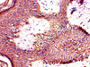 Immunohistochemistry of paraffin-embedded human skin tissue using CSB-PA023116LA01HU at dilution of 1:100