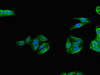 Immunofluorescent analysis of HepG2 cells using CSB-PA023116LA01HU at dilution of 1:100 and Alexa Fluor 488-congugated AffiniPure Goat Anti-Rabbit IgG (H+L)
