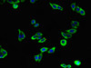 Immunofluorescent analysis of HepG2 cells using CSB-PA12729A0Rb at dilution of 1:100 and Alexa Fluor 488-congugated AffiniPure Goat Anti-Rabbit IgG (H+L)