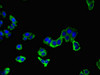 Immunofluorescent analysis of HepG2 cells using CSB-PA643571LA01HU at dilution of 1:100 and Alexa Fluor 488-congugated AffiniPure Goat Anti-Rabbit IgG (H+L)