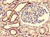 Immunohistochemistry of paraffin-embedded human kidney tissue using CSB-PA690486LA01HU at dilution of 1:100