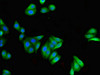 Immunofluorescent analysis of HepG2 cells using CSB-PA800226LA01HU at dilution of 1:100 and Alexa Fluor 488-congugated AffiniPure Goat Anti-Rabbit IgG (H+L)