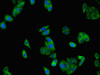Immunofluorescent analysis of HepG2 cells using CSB-PA819478LA01HU at dilution of 1:100 and Alexa Fluor 488-congugated AffiniPure Goat Anti-Rabbit IgG (H+L)