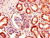 Immunohistochemistry of paraffin-embedded human kidney tissue using CSB-PA836736LA01HU at dilution of 1:100