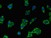 Immunofluorescent analysis of HepG2 cells using CSB-PA865134LA01HU at dilution of 1:100 and Alexa Fluor 488-congugated AffiniPure Goat Anti-Rabbit IgG (H+L)