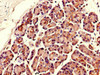 Immunohistochemistry of paraffin-embedded human pancreatic tissue using CSB-PA883432LA01HU at dilution of 1:100